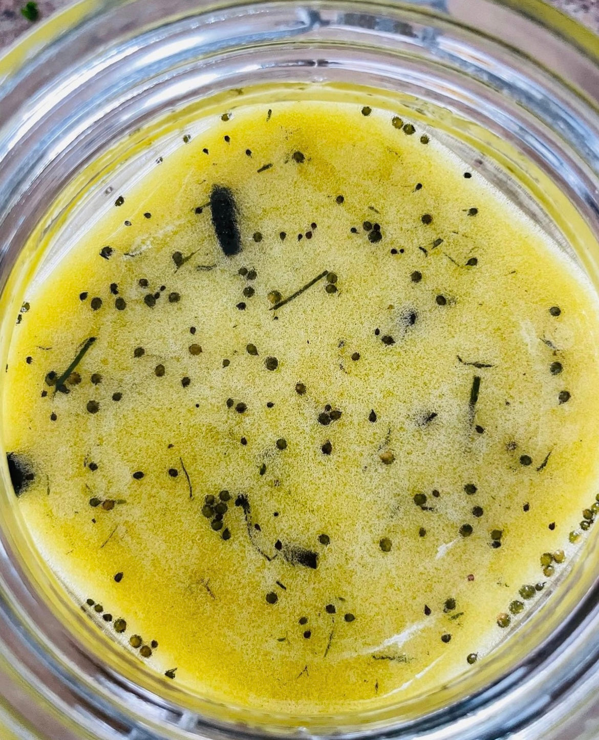 Sea Moss Lift Serum With Hyaluronic Acid 30 ml