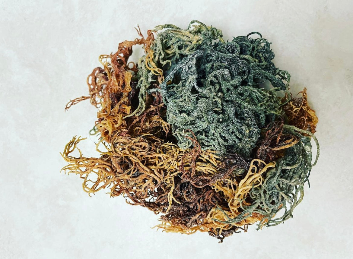 Kelp Juice & Sea Moss Lift Serum With Hyaluronic Acid 30 ml